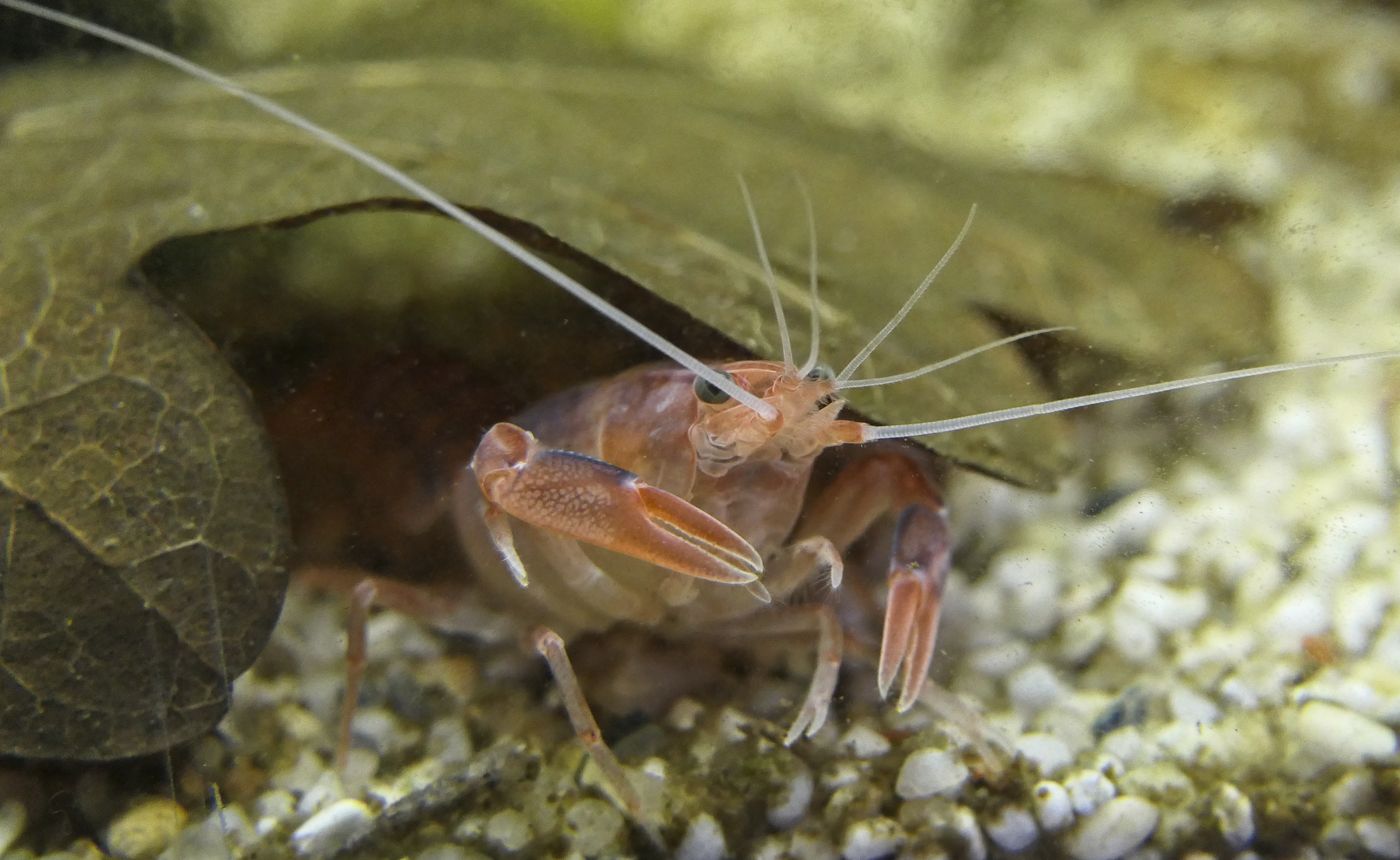 Yabbie