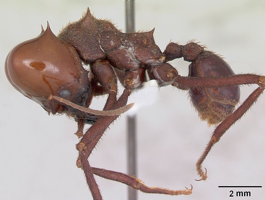 Hormiga culona