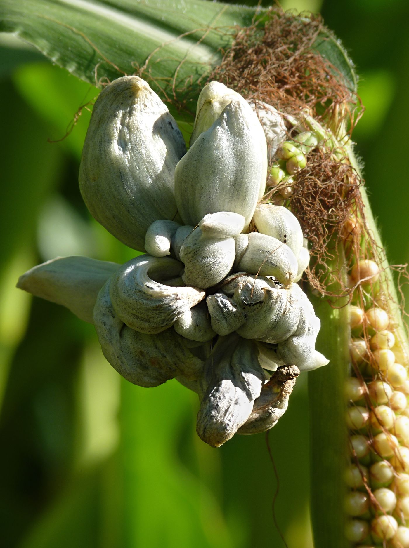 Huitlacoche