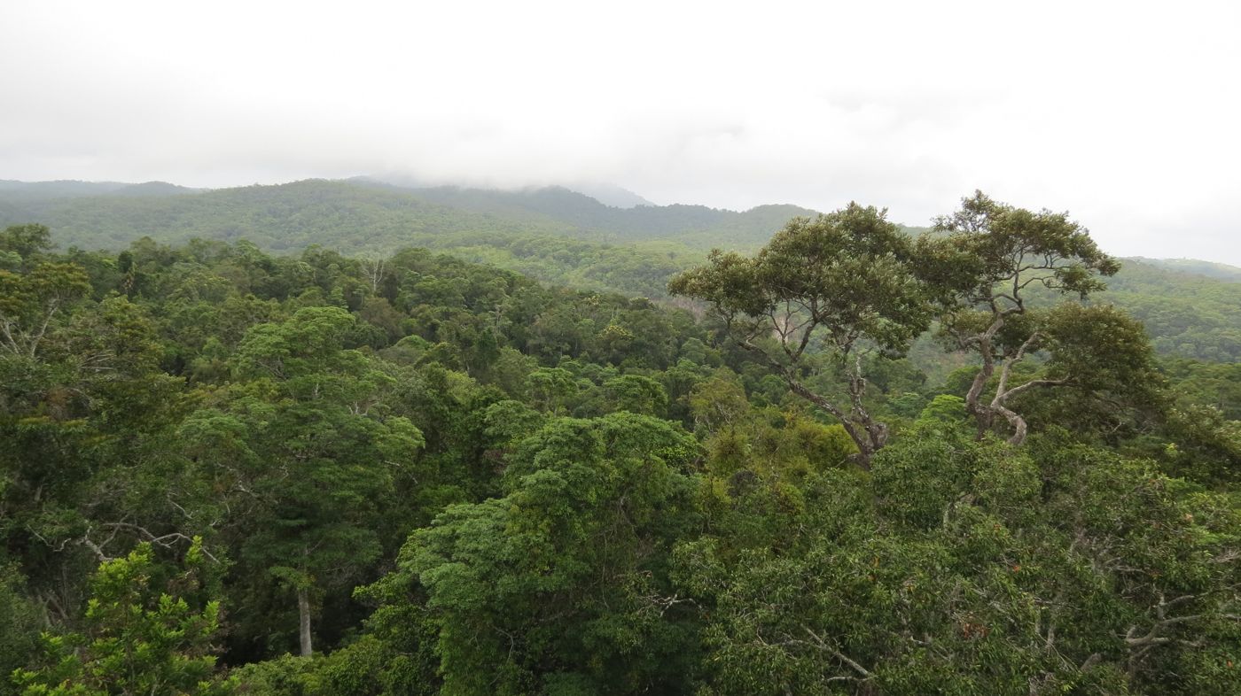 Daintree Rainforest, Far North Queensland