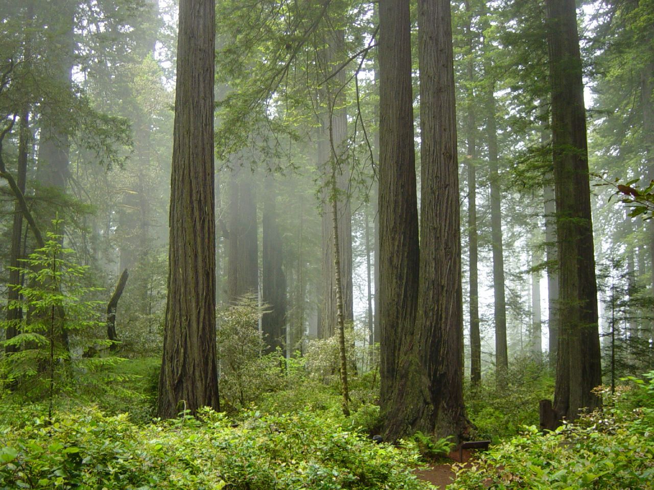 Redwood Forests, California