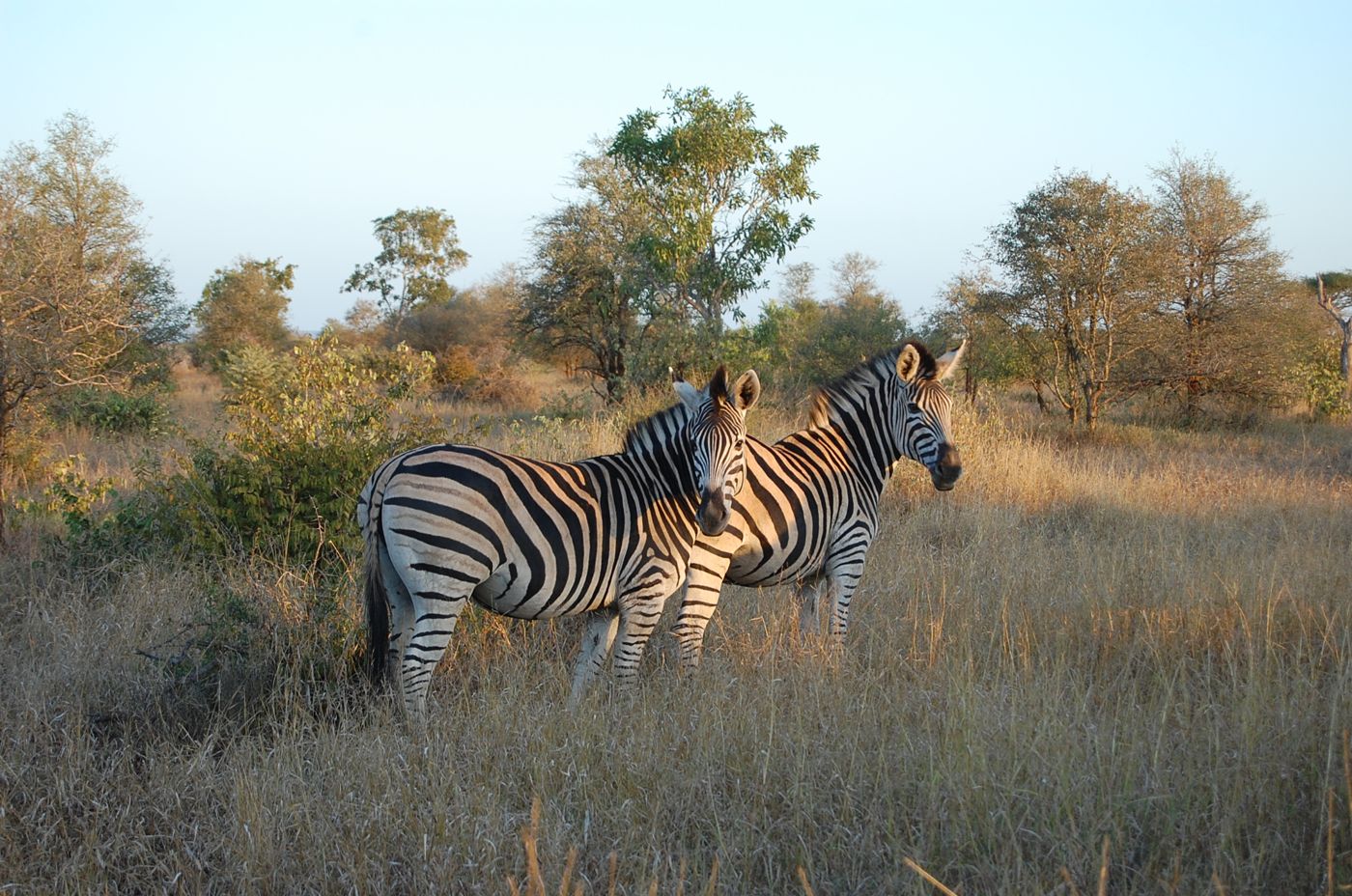 Kruger National Park, Mpumalanga / Limpopo