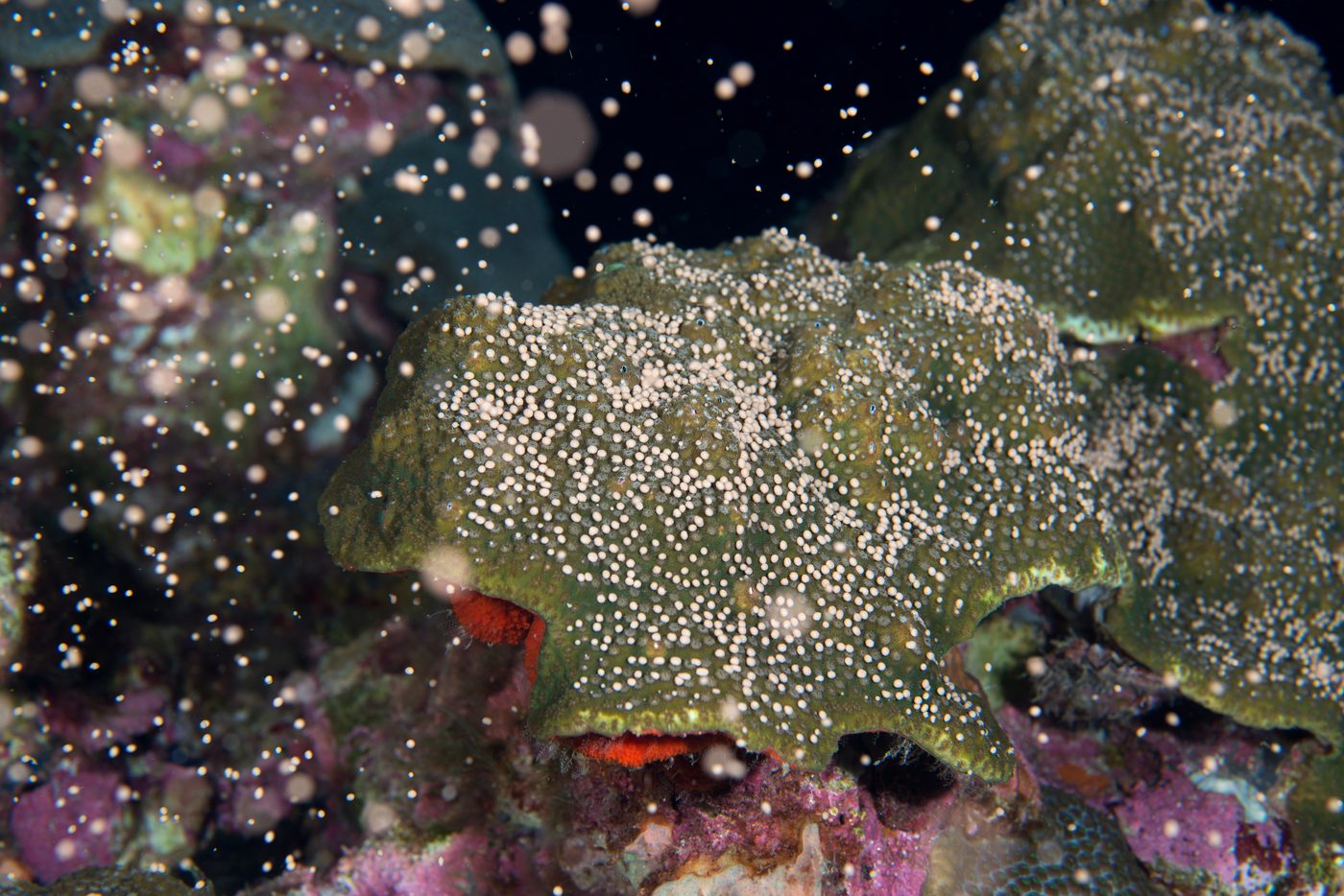Coral Spawning — Living World natural phenomenon