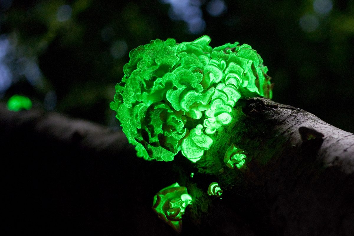 Foxfire — Living World natural phenomenon