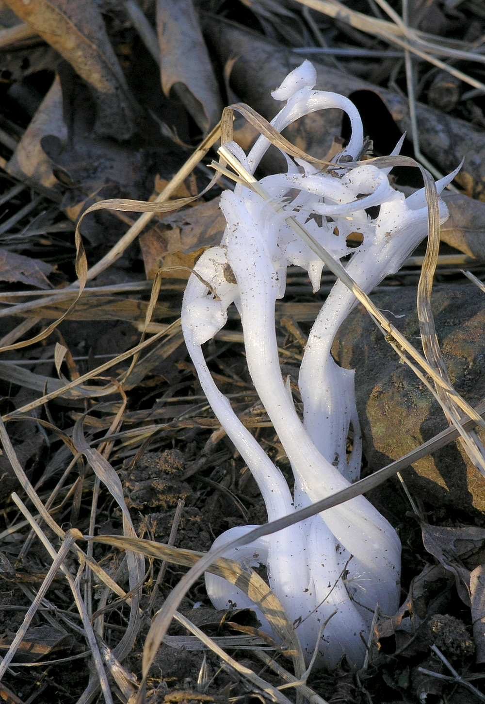 Frost Flowers — Ice & Snow natural phenomenon