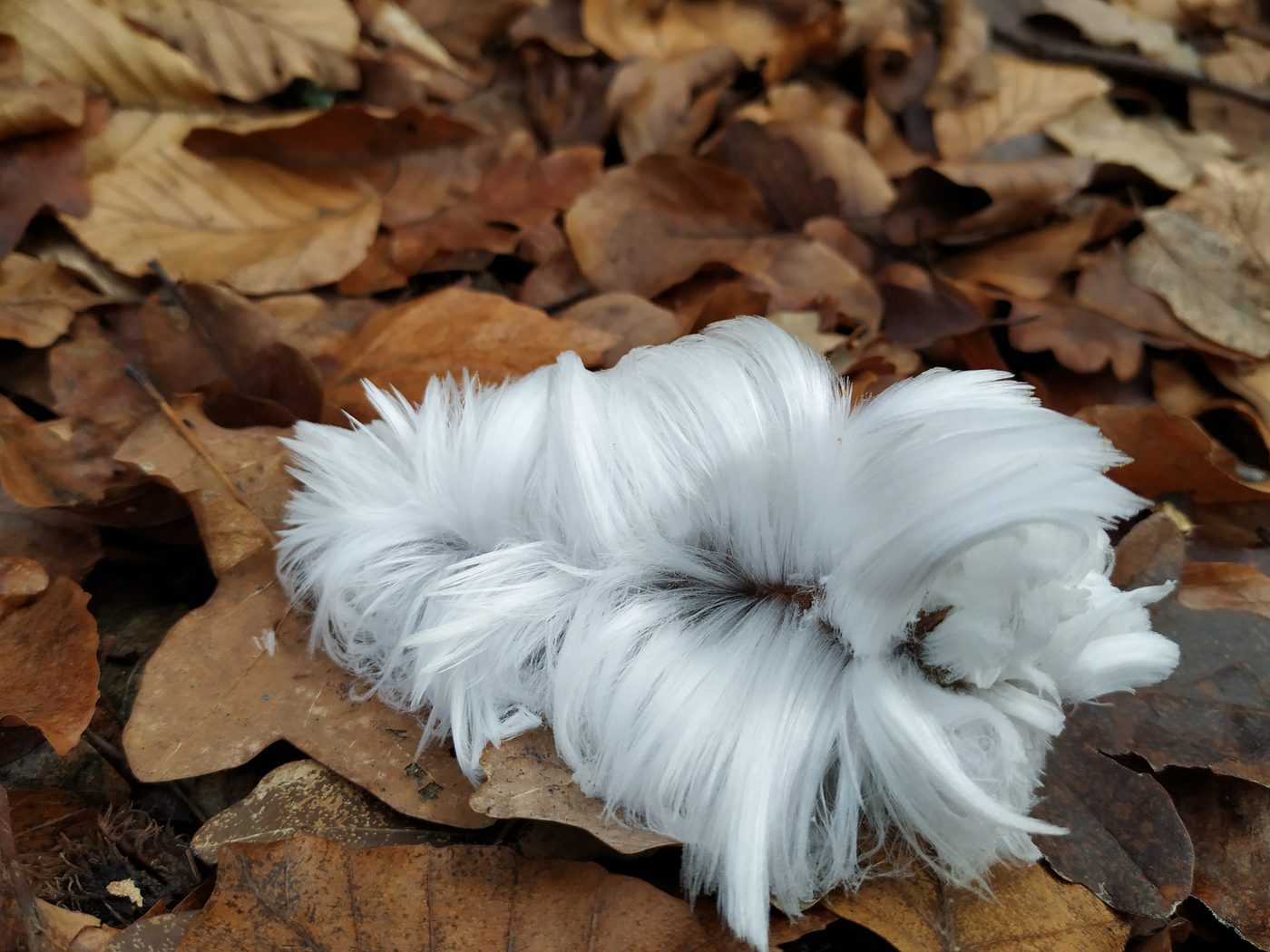 Hair Ice — Ice & Snow natural phenomenon
