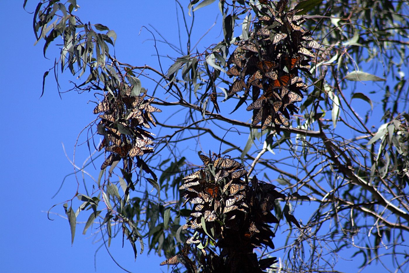Monarch Migration — Living World natural phenomenon