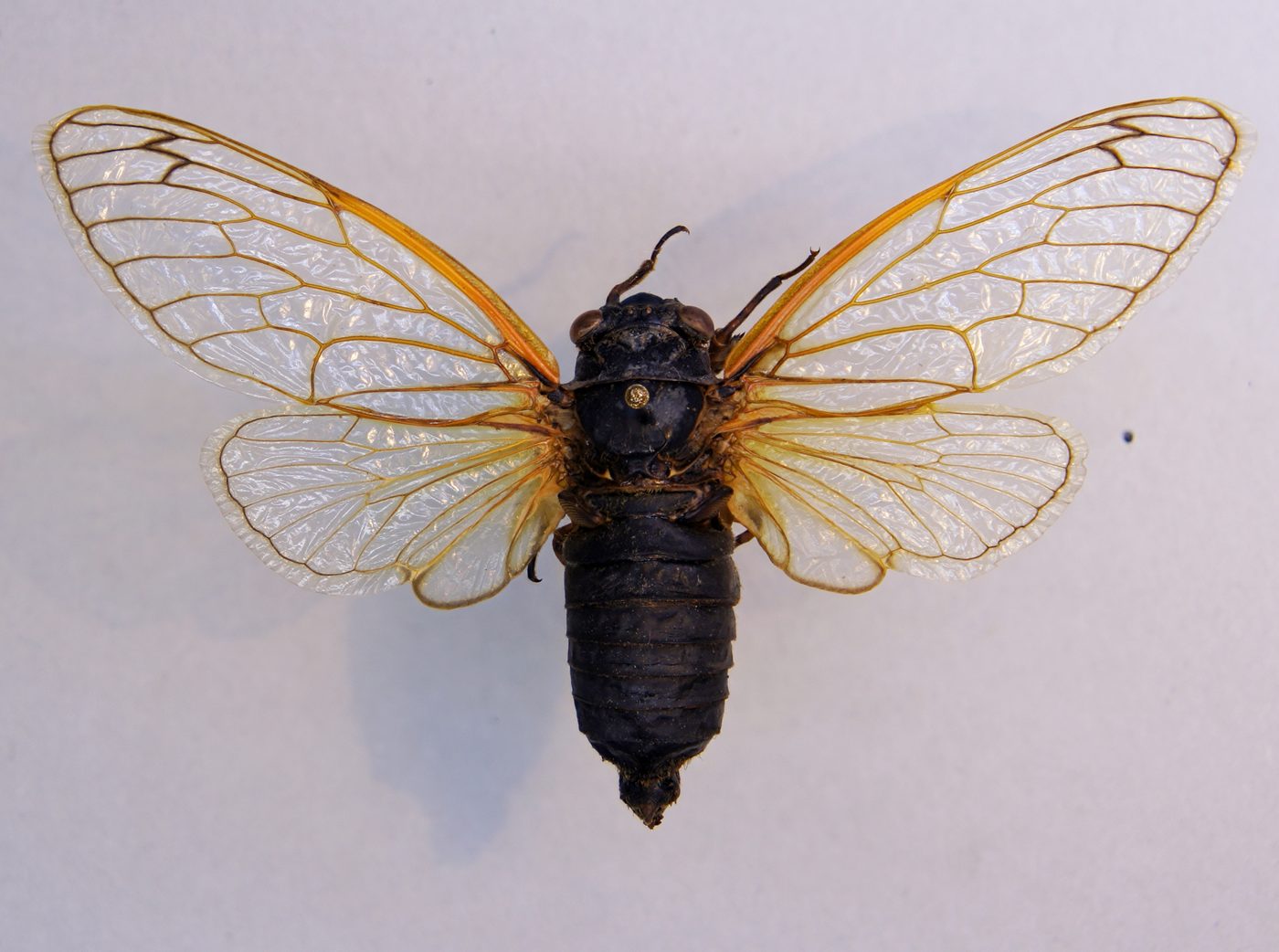 Periodical Cicadas — Living World natural phenomenon