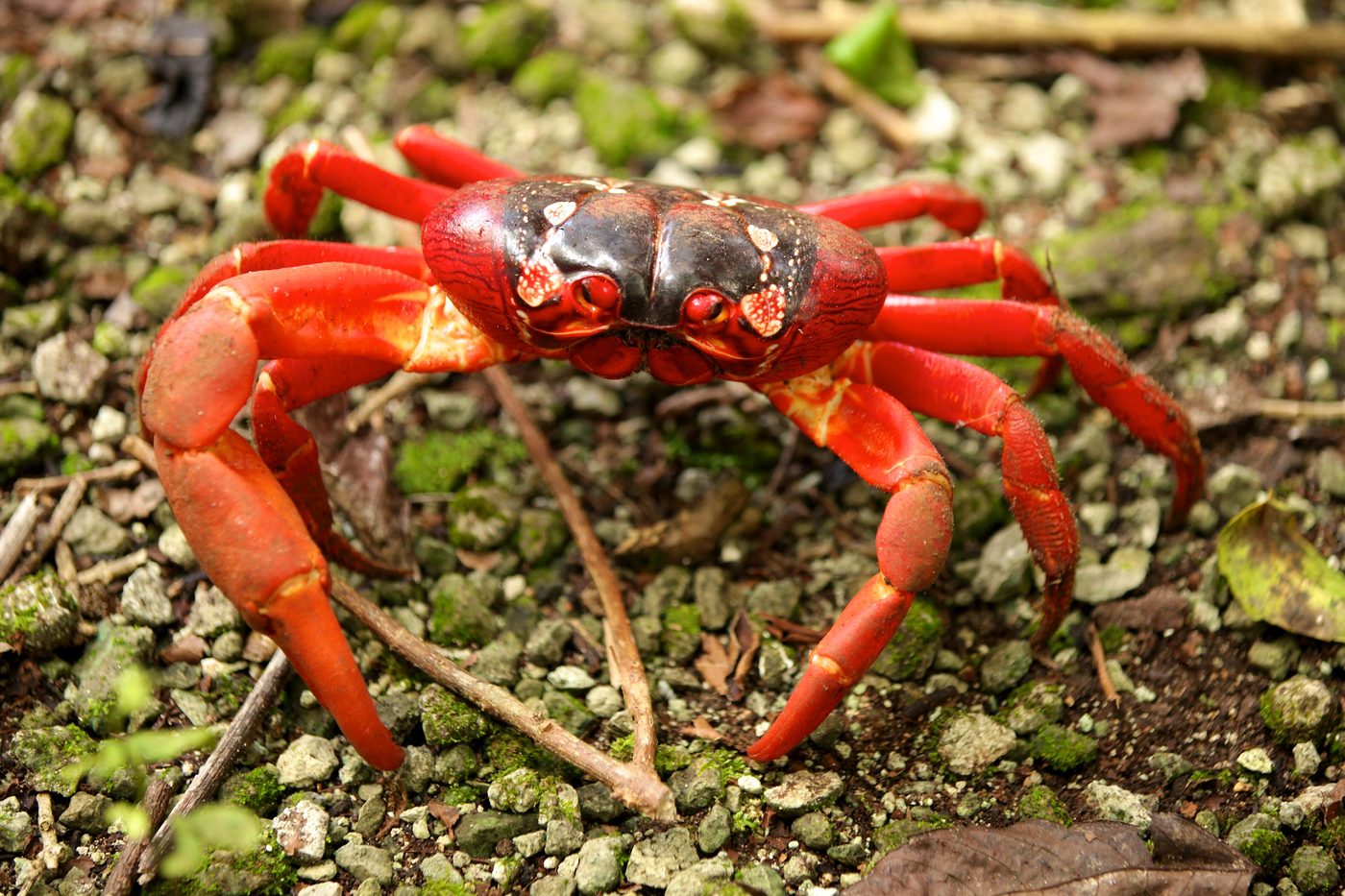 Red Crab Migration — Living World natural phenomenon