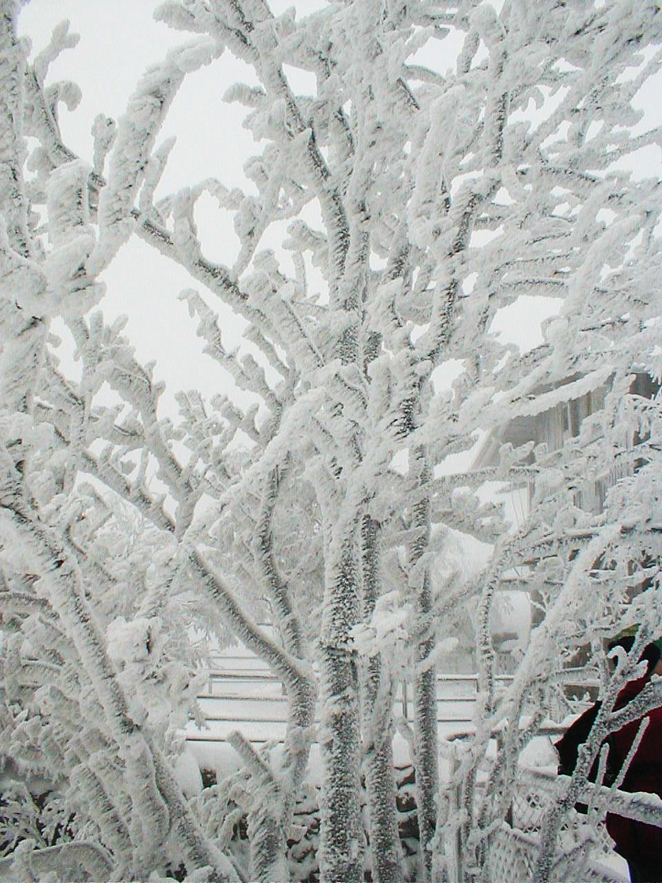 Rime Ice — Ice & Snow natural phenomenon