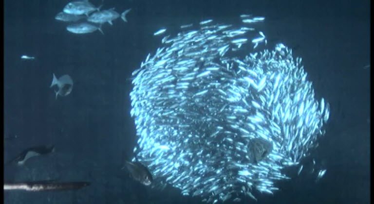 Sardine Run — Living World natural phenomenon