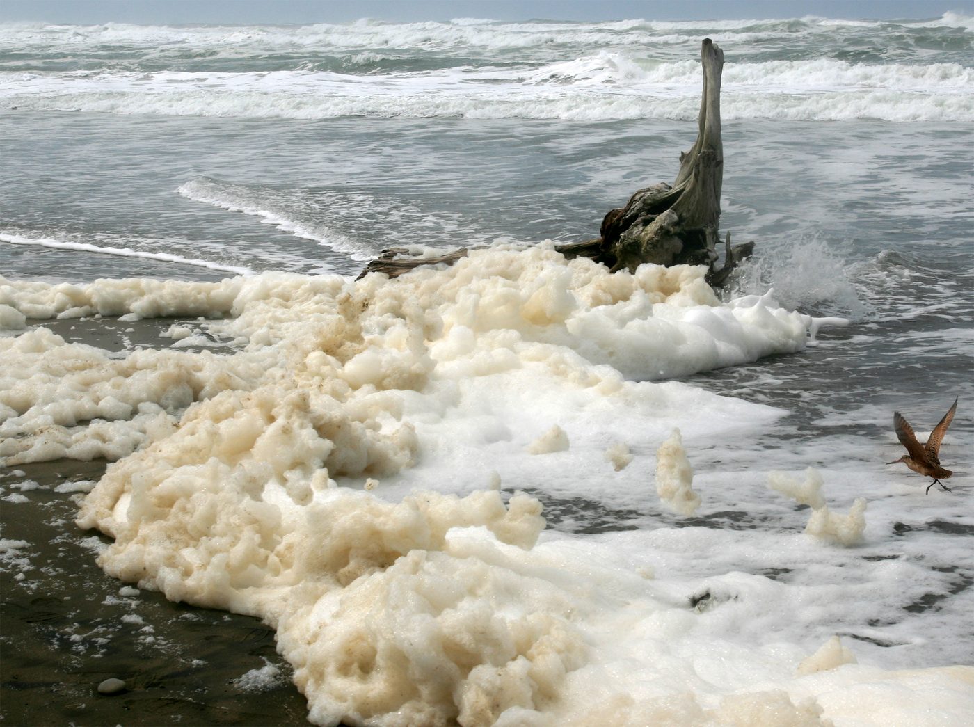 Sea Foam — Water & Ocean natural phenomenon