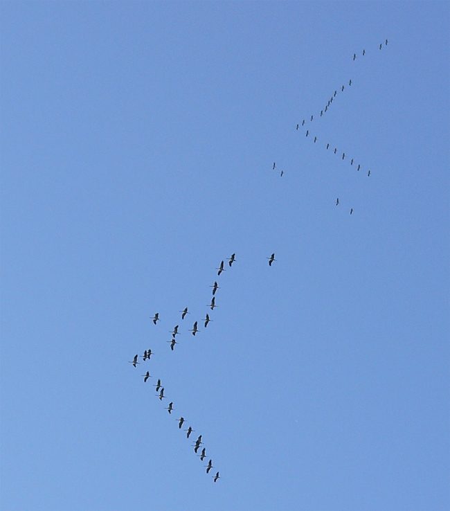 Starling Murmuration — Living World natural phenomenon