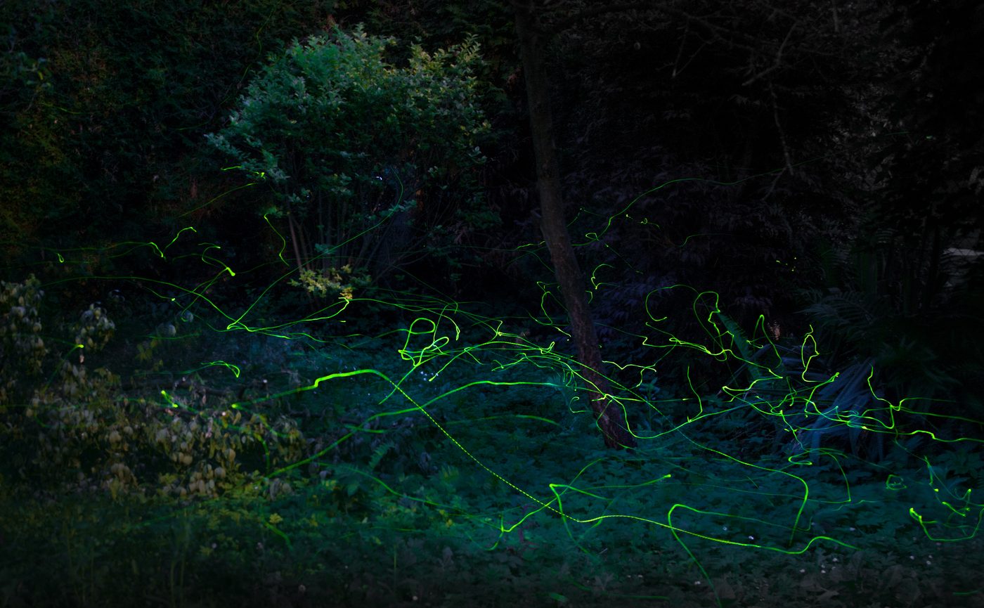 Synchronous Fireflies — Living World natural phenomenon